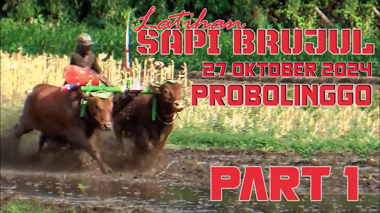 LATIHAN KERAPAN SAPI BRUJUL - PART 1