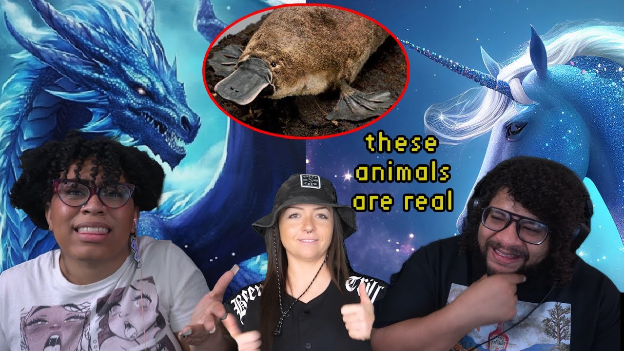 Animals That Are Definitely For Sure 100% Real | Lindsay Nikole Reaction