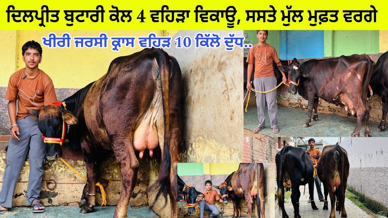 ਦਿਲਪ੍ਰੀਤ ਬੁਟਾਰੀ ਕੋਲ 4 ਵਹਿੜਾ ਵਿਕਾਊ ਖੀਰੀ ਵਹਿੜ ਵੇਖੇ ਮੁੱਲ ਮੁਫ਼ਤ ਆਲ਼ੇ / ਤਹਿ ਬਾਬਾ ਬਰਾਲਾ/ ਅੰਮ੍ਰਿਤਸਰ 