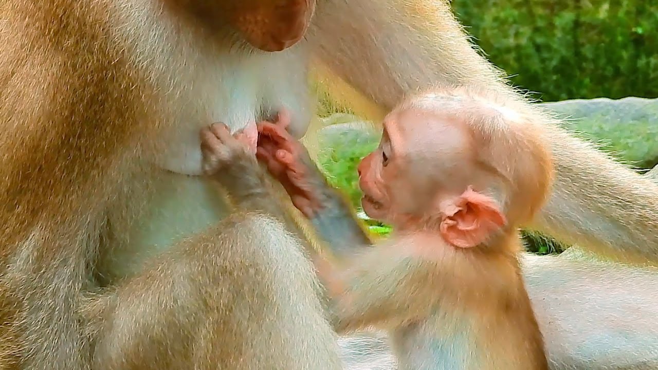 Adorable Baby Monkey Begs Mommy for Milk &ndash; So Hungry and Cute @Primates