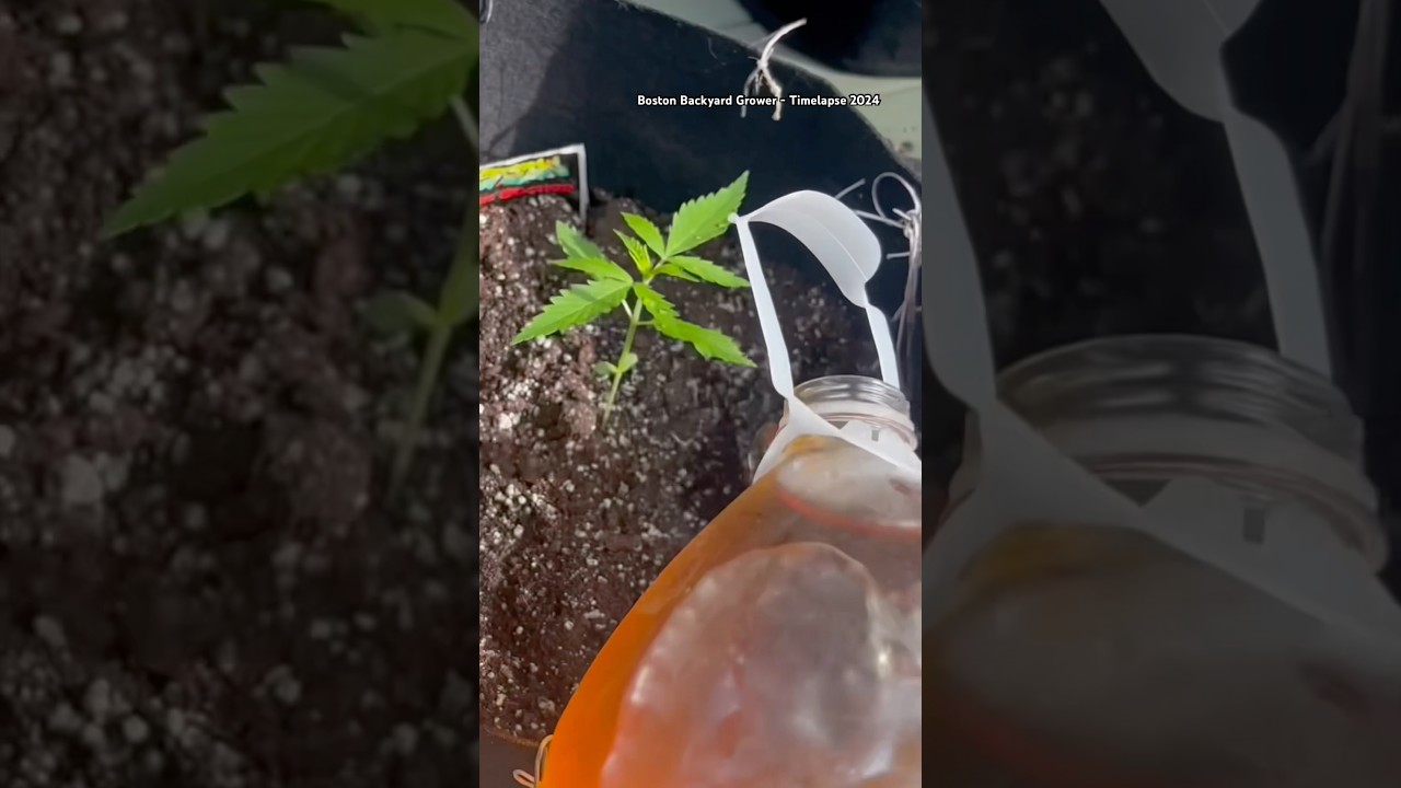 Timelapse Autoflower Outdoor Seed to Harvest #shorts #homegrown #cannabis