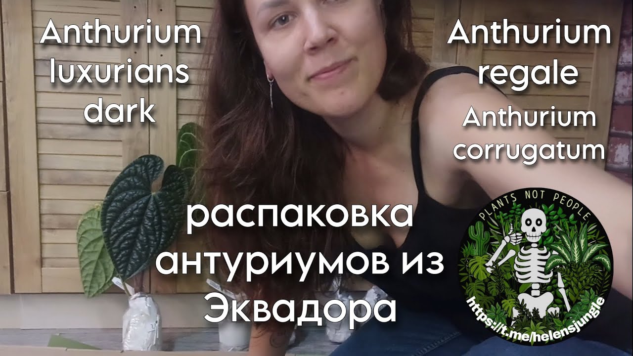 Распаковка Эквадорских антуриумов. Регал, люксурианс дарк, корругатум