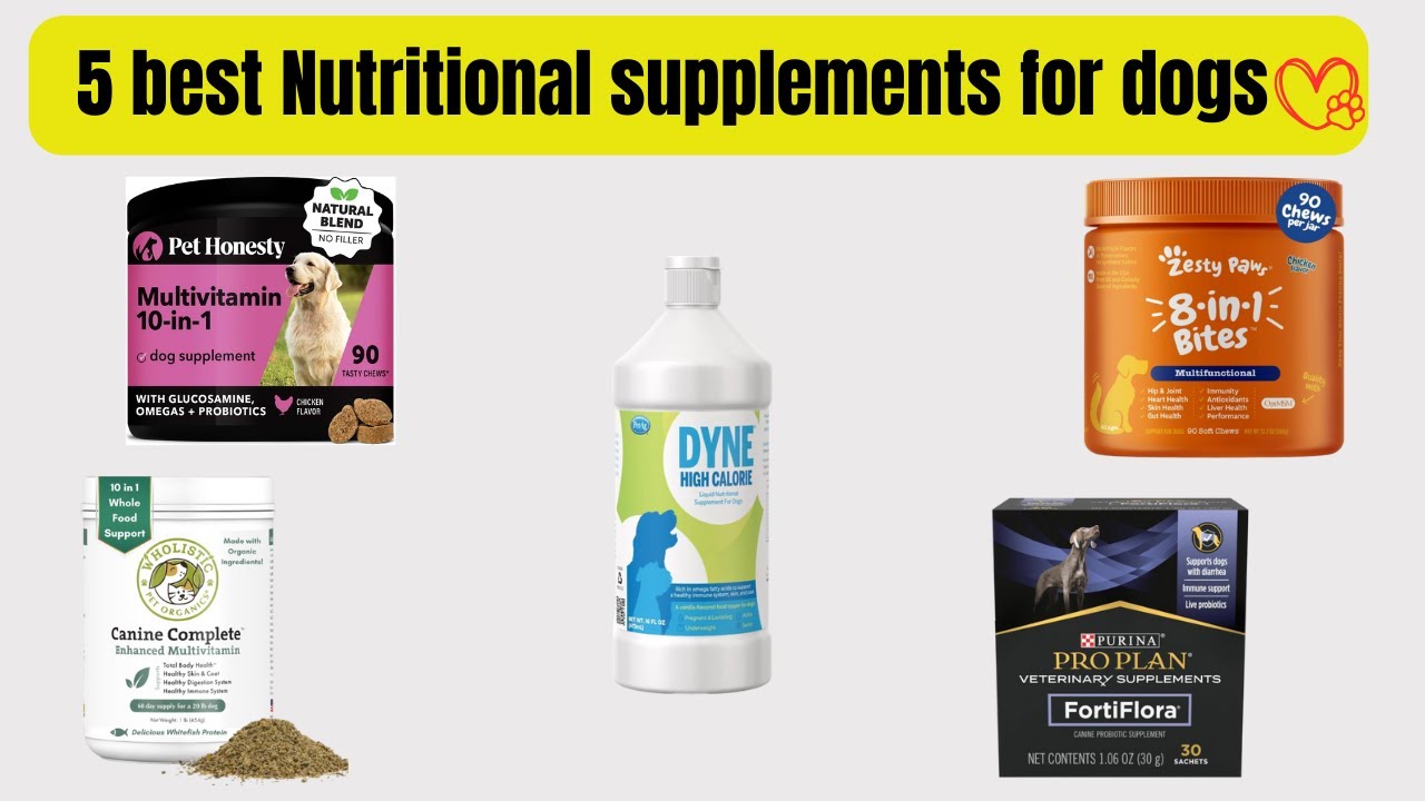 5 Best Nutritional Supplements for Dogs | Pet Care Tips