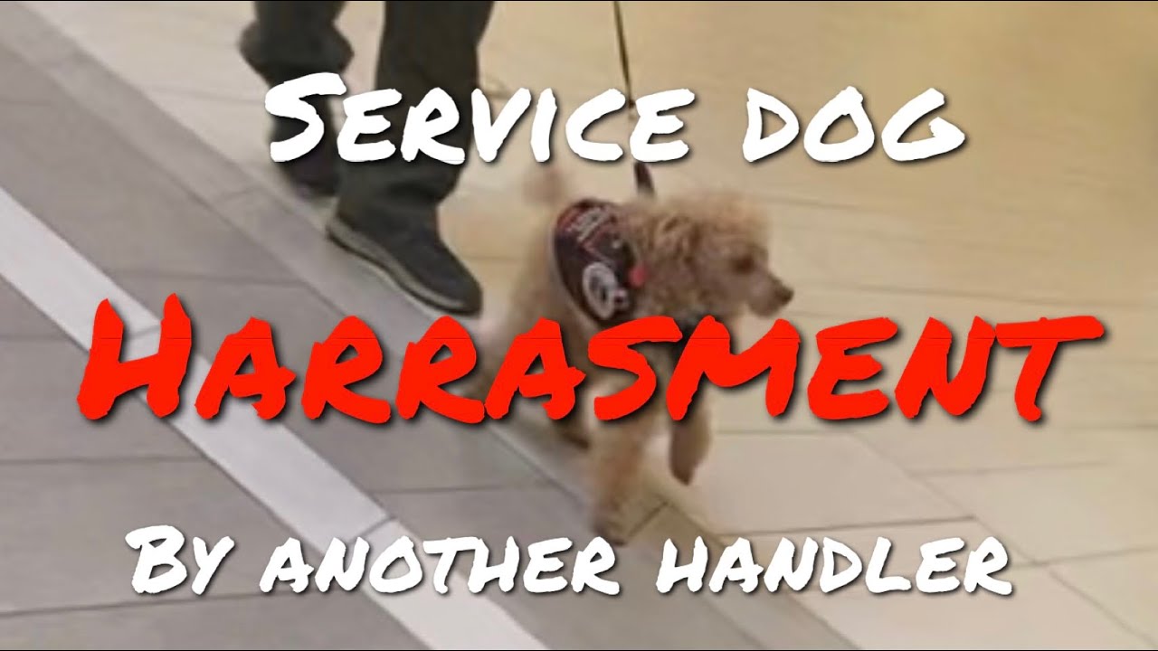 HARASSMENT  by another SERVICE DOG handler!
