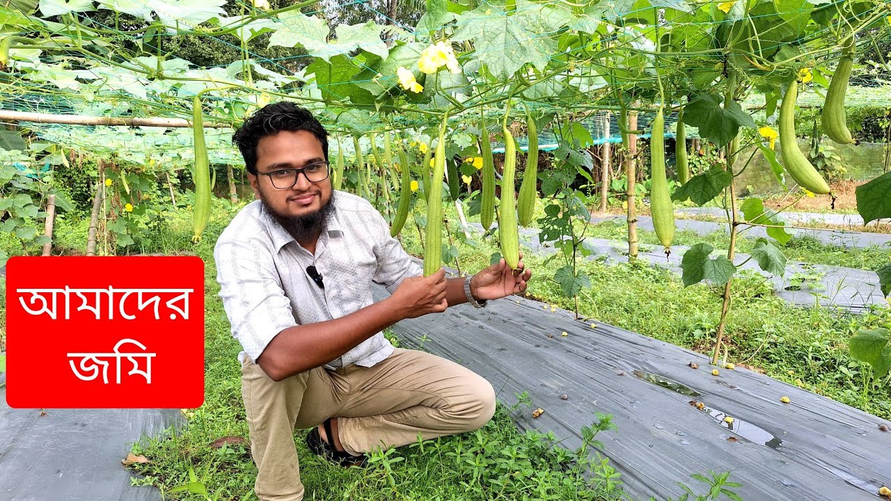ধুন্দলের অসাধারণ ফলন হয়েছে মাশাআল্লাহ। 01706369298