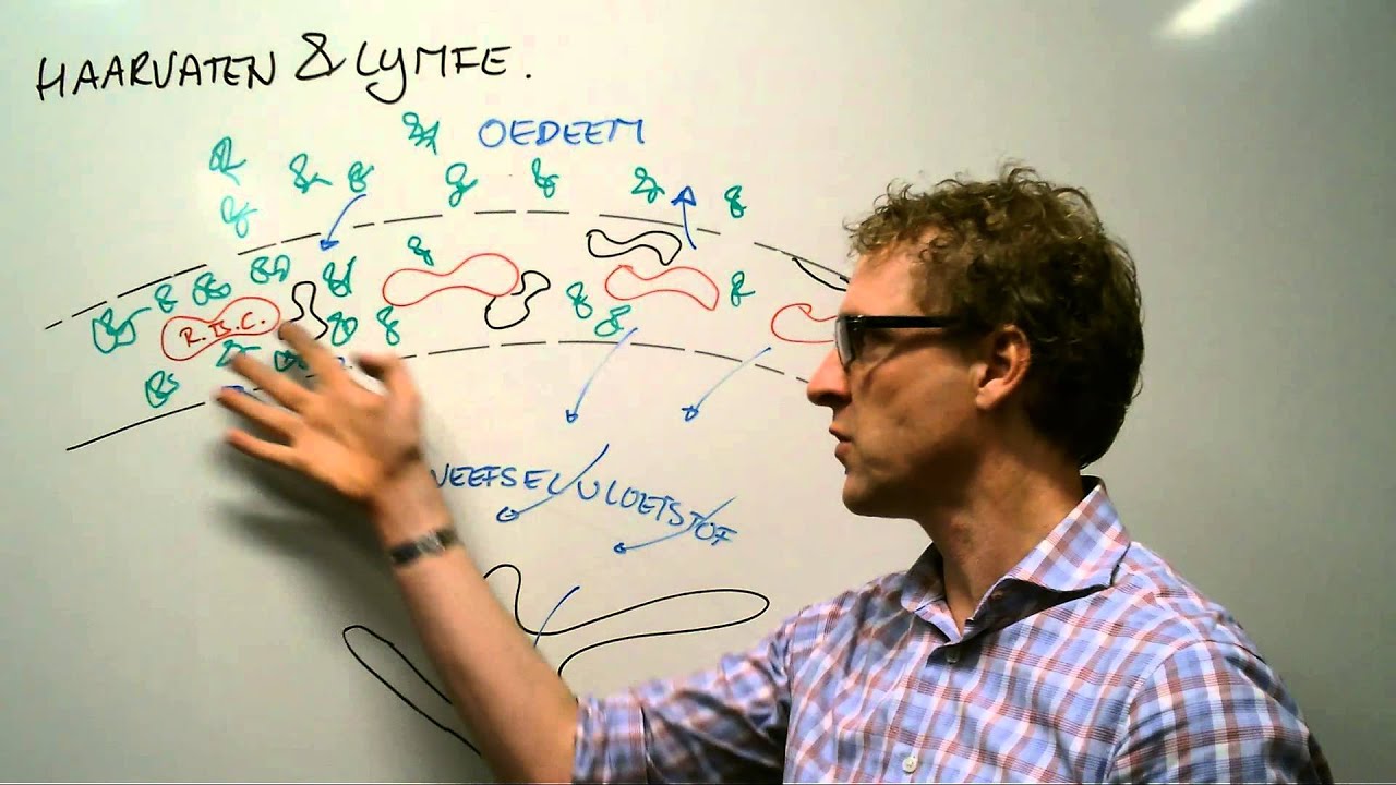 Haarvaten en lymfe: hoe werken bloedvaten?
