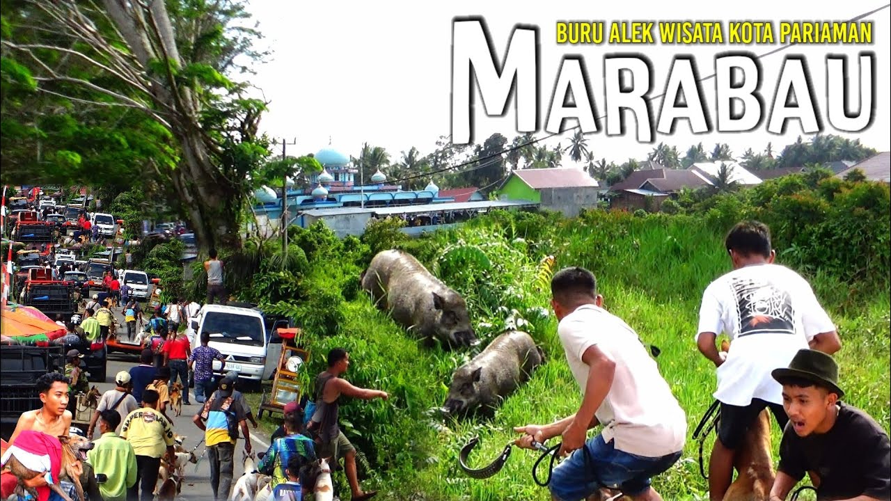 [FULL]‼️BURU BABI WISATA KOTA PARIAMAN BIKIN GEGER | Buru Alek Wisata Terbaru 2024 | AMAZING |