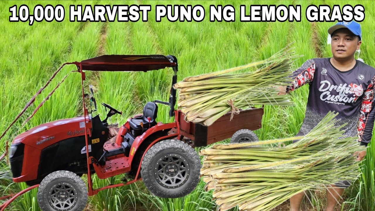 10,000 puno ng tanglad Pinakyaw Mabilisang harvest..Magandang pagkakitaan 