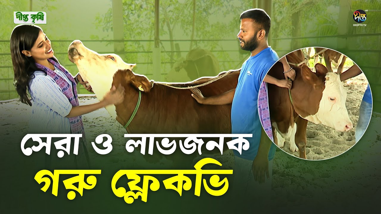Deepto Krishi | পৃথিবীর সেরা জাতের গরু ফ্লেকভি এখন বাংলাদেশে ।। Fleckvieh Cows | 1618