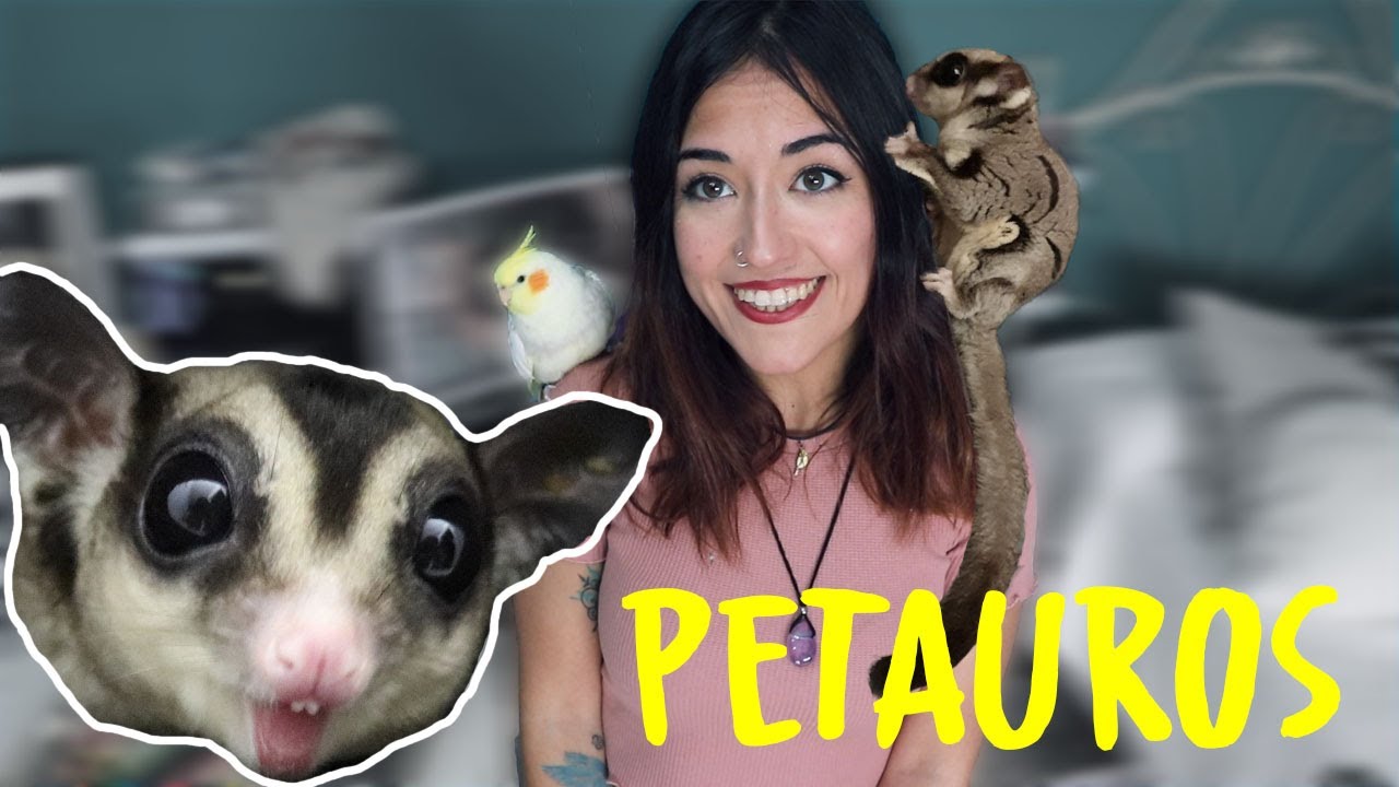 Petauros del azucar- Timón y pumba