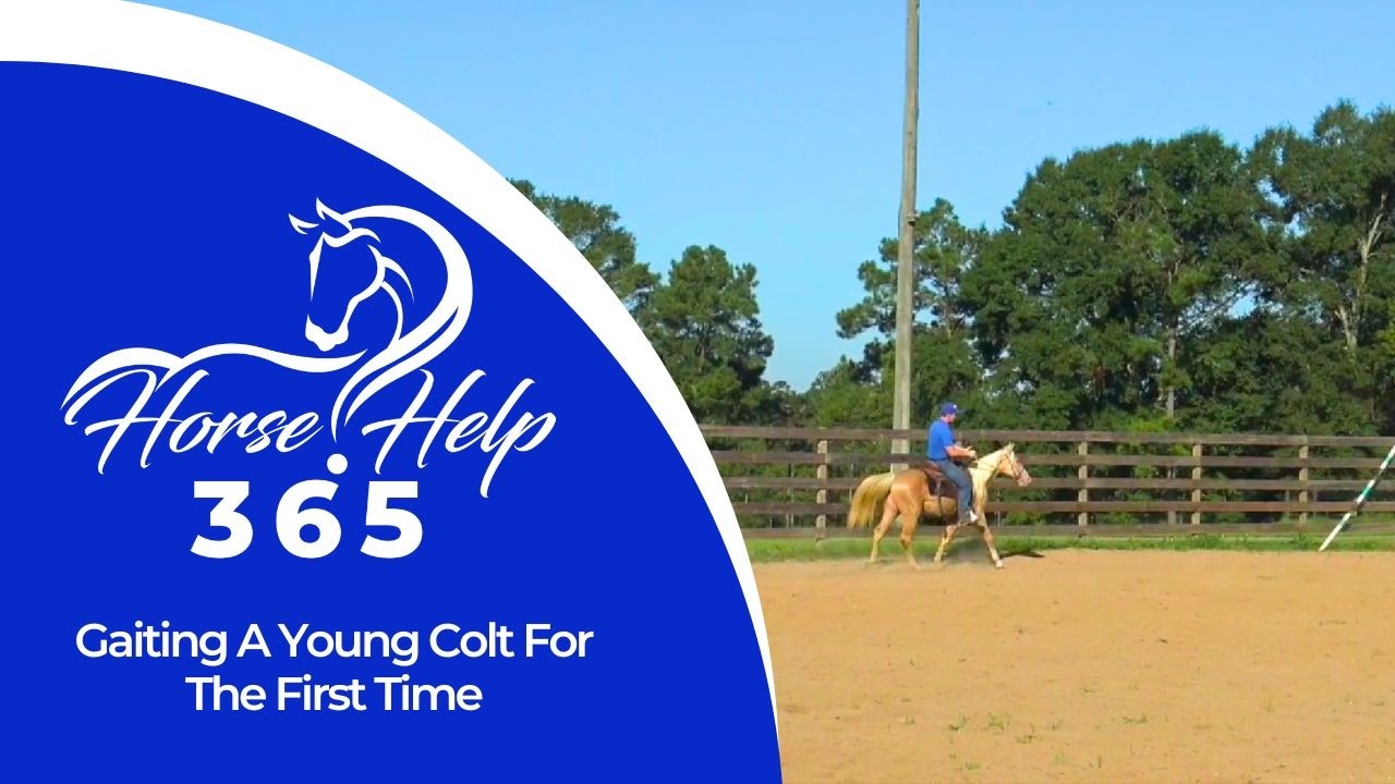 Gaiting A Young Colt For The First Time | Horse Help - Michael Gascon