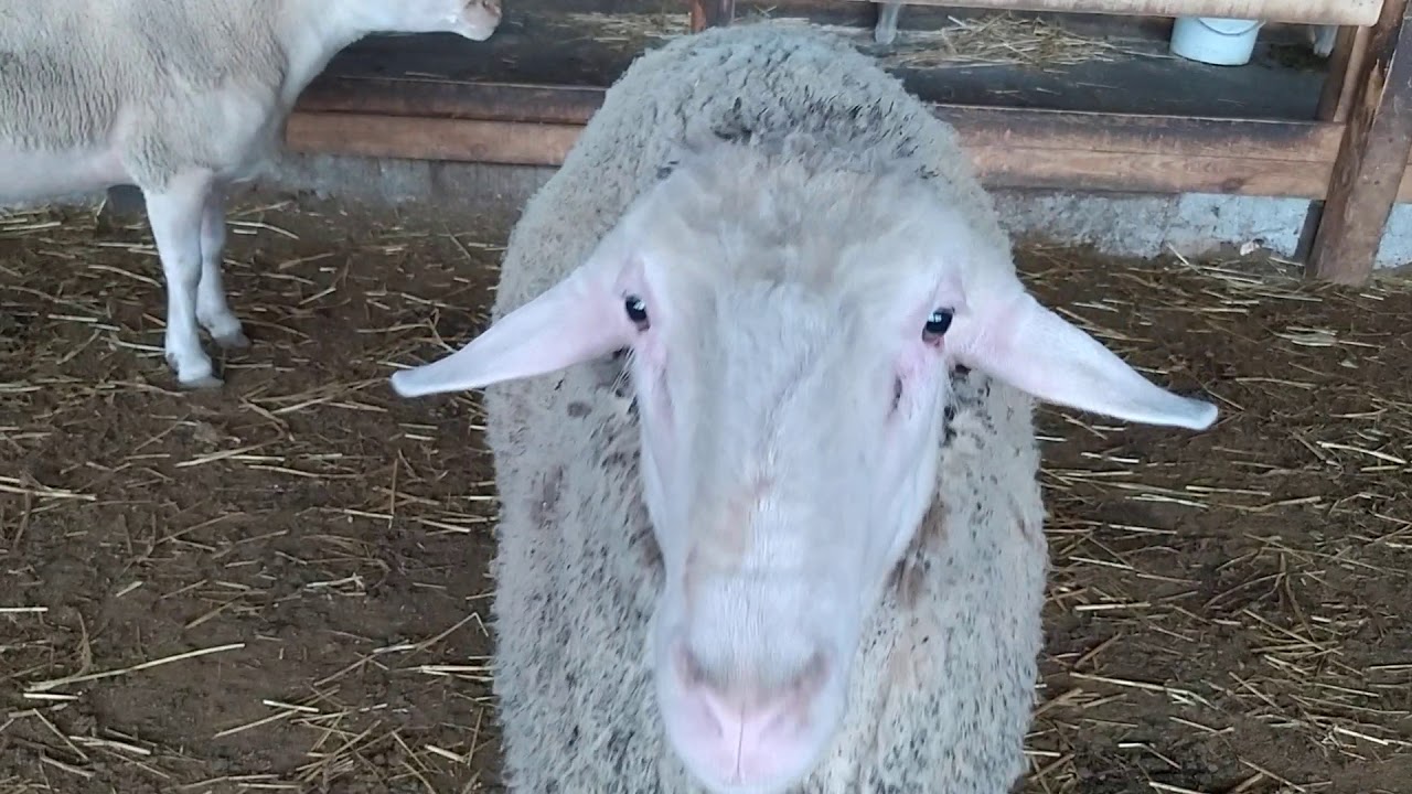 Merinolandschaf VS Lacaune