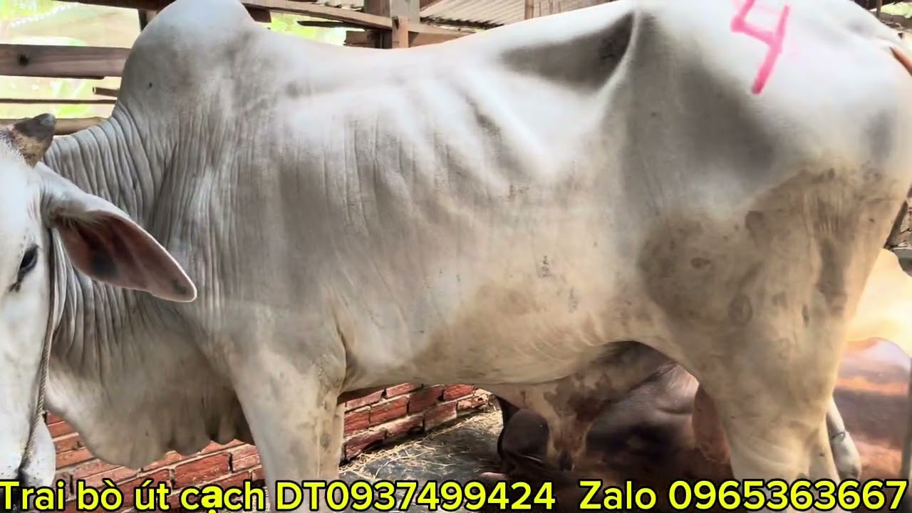 Trai bò út cạch xã kiến an chợ mới an gian bò về 19-02-2026-DT0965363667