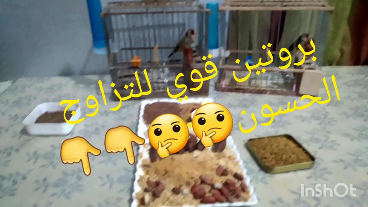 من يريد انتاج  الحسون بروتين قوي وهيجان للحسون مباشره@☝☝