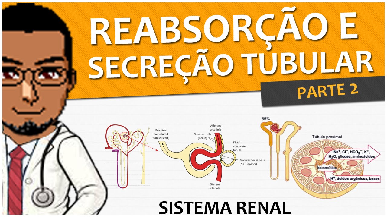Sistema Renal/Urinário/Excretor 08 - Reabsorção e Secreção Tubular (P2) - Vídeo-aula