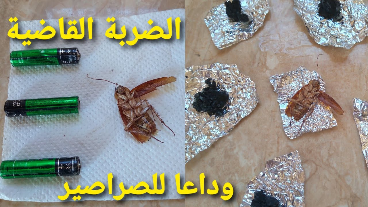 البرد جاي... حيلة تخلي خبزك يخمر بسرعة و ميتعطلش أبدا / قلبي الكسكاس على فمو/ أفكار وحيل لا تعرفيهم