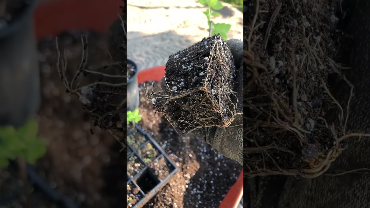 Haskaps From Dormant Cuttings - #smallbusiness #startupbusiness #fruittrees #youtubeshorts #shorts