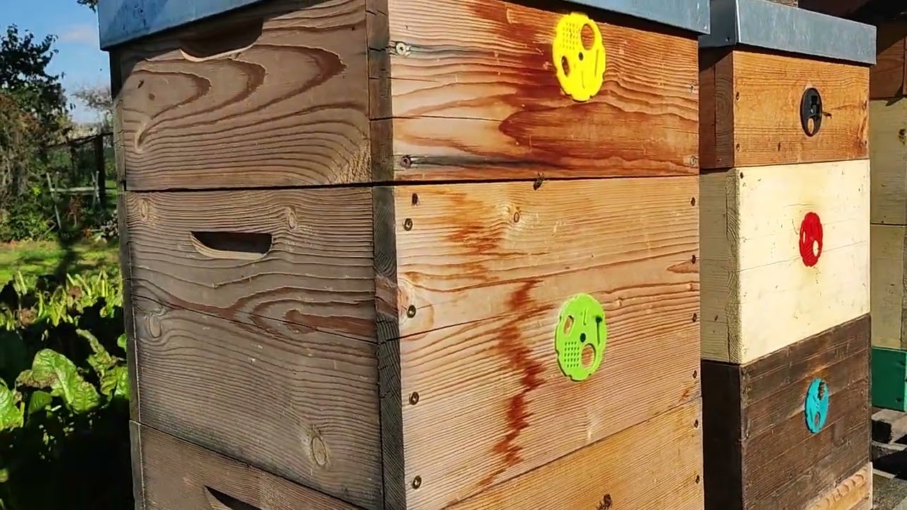 Proč podchlazování včel na podzim funguje? Zateplené úly, nebo nezateplené? Jak to vnímám já?