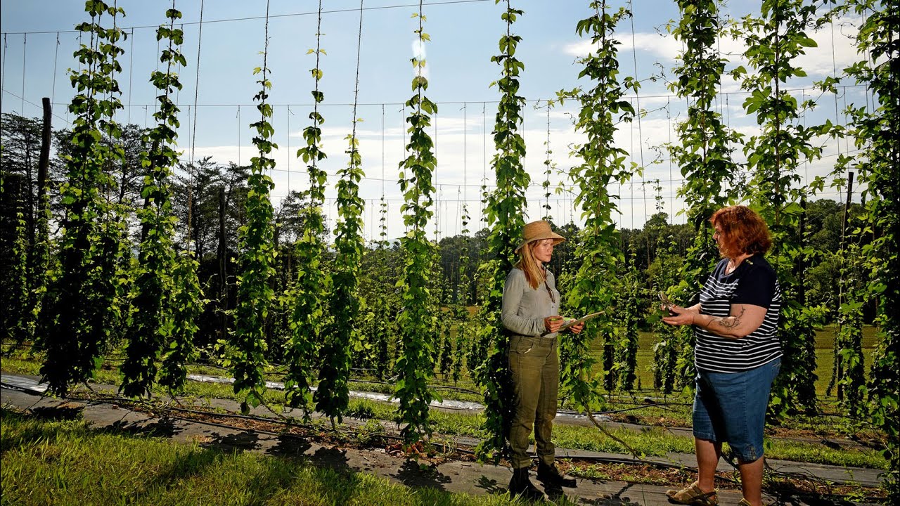 Homegrown | The State of N.C. Agriculture (Part I)