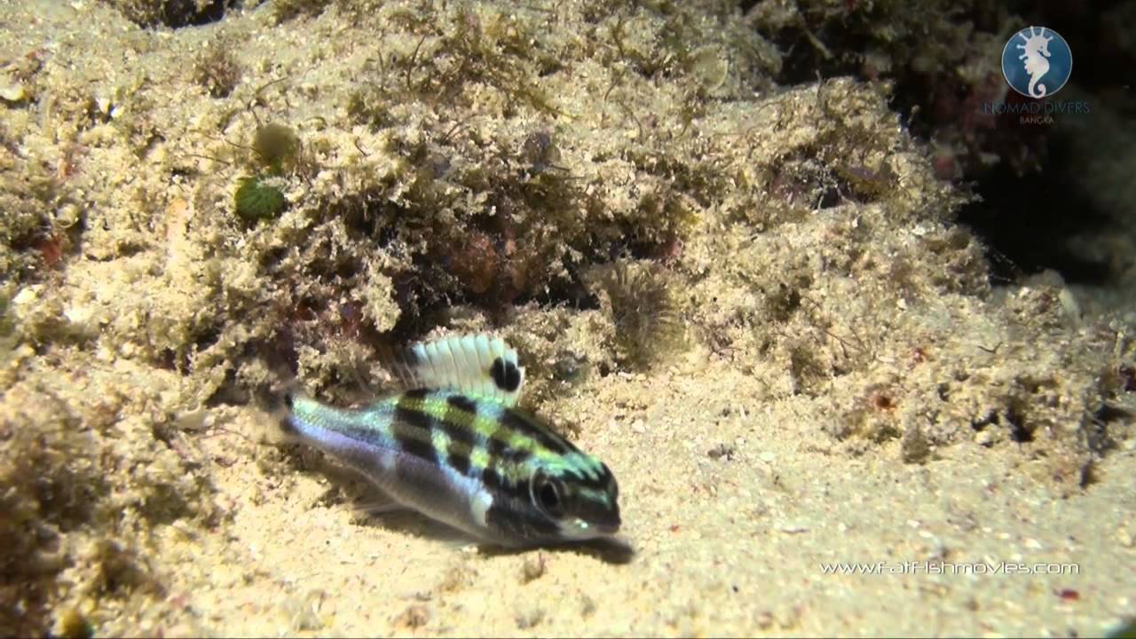 Scuba Diving in Sulawesi, Indonesia - Bangka, Bunaken & Lembeh with Nomad Divers