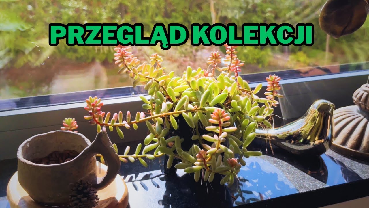 Moje rośliny w domu – jak wyglądają teraz? Przegląd kolekcji 🪴