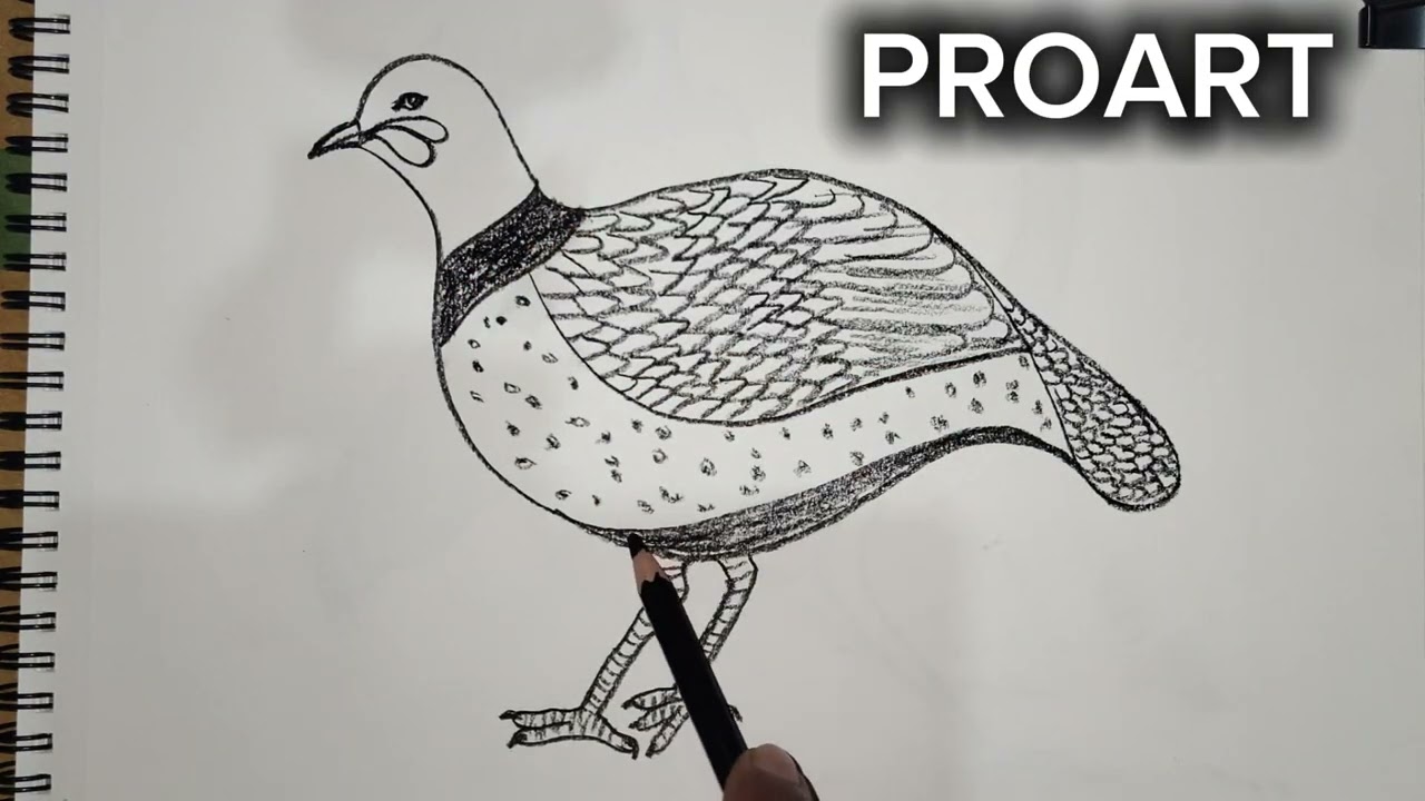 Most beautiful pencil drawing 😍,  how to make PARTRIDGE DRAWING drawing with pencil, bird drawing 