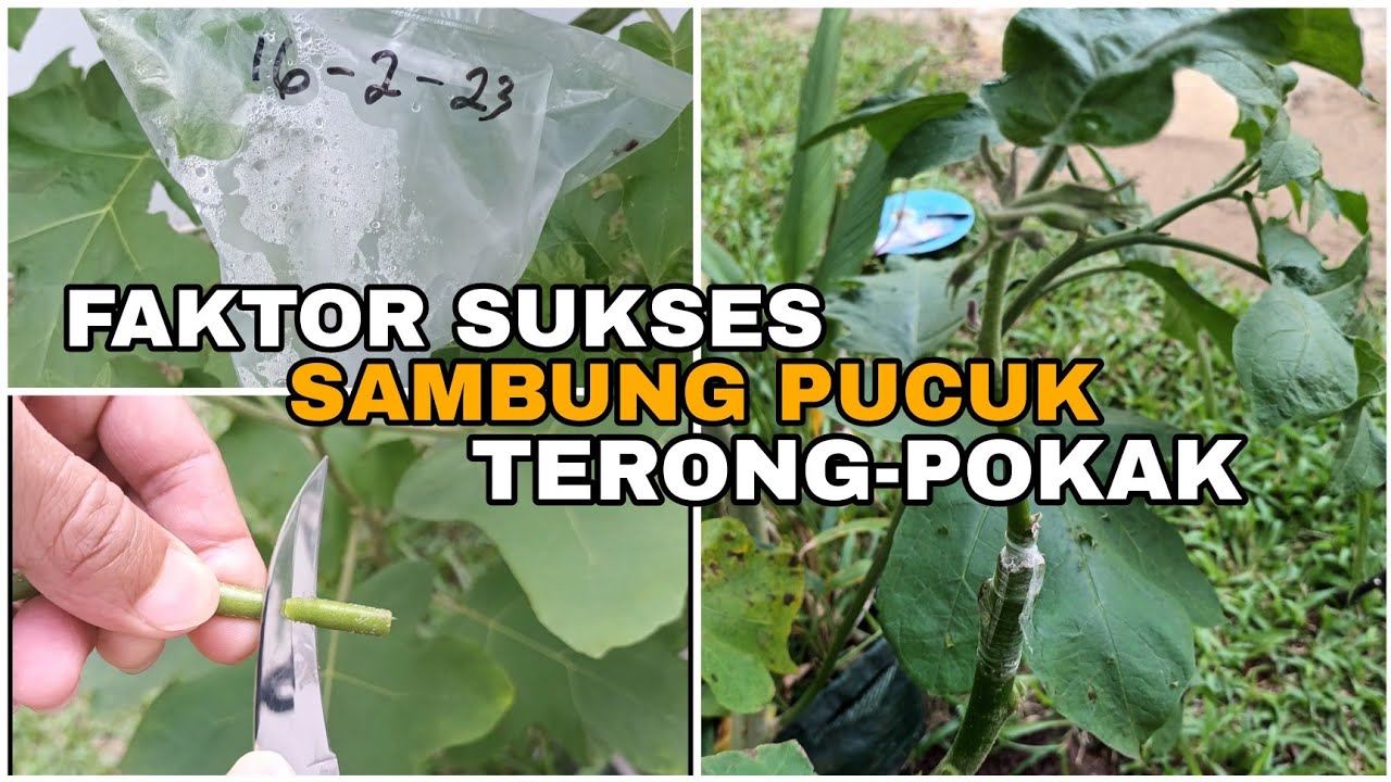FAKTOR SUKSES SAMBUNG PUCUK TERONG-POKAK
