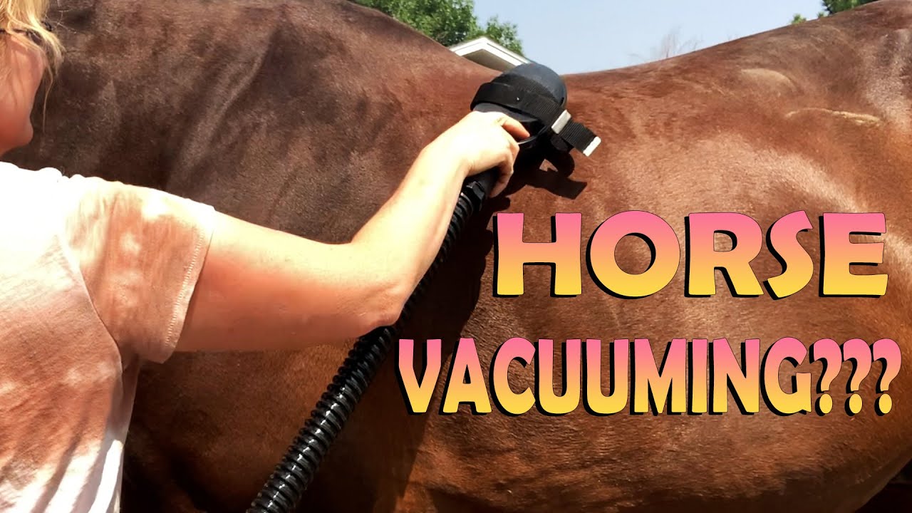 First Time Using A Horse Vacuum! Daily Grooming August 10, 2021