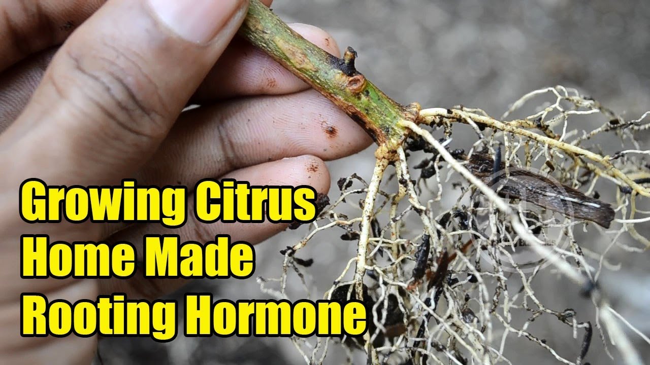 Growing Citrus by Cuttings (Homemade rooting hormone)