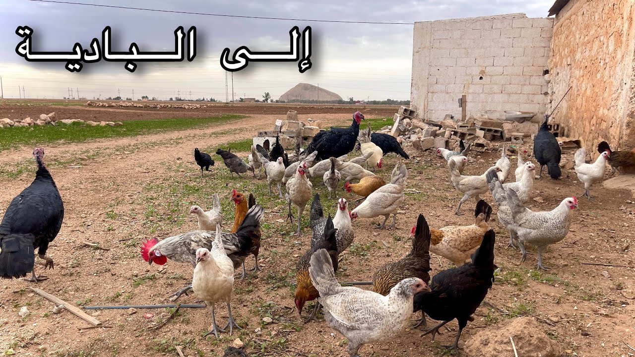 إلى البادية...