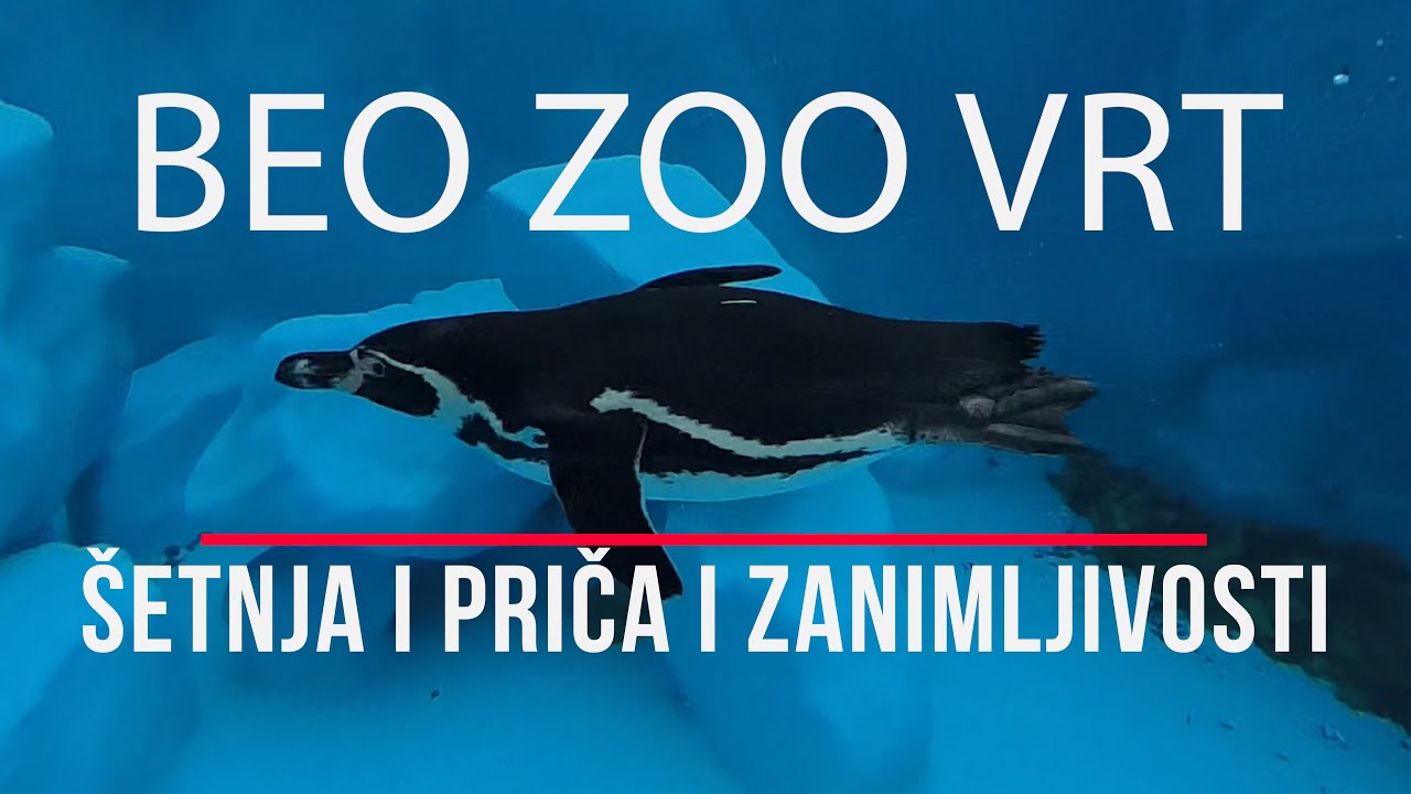 Kada stižu slonovi? Beo Zoo vrt