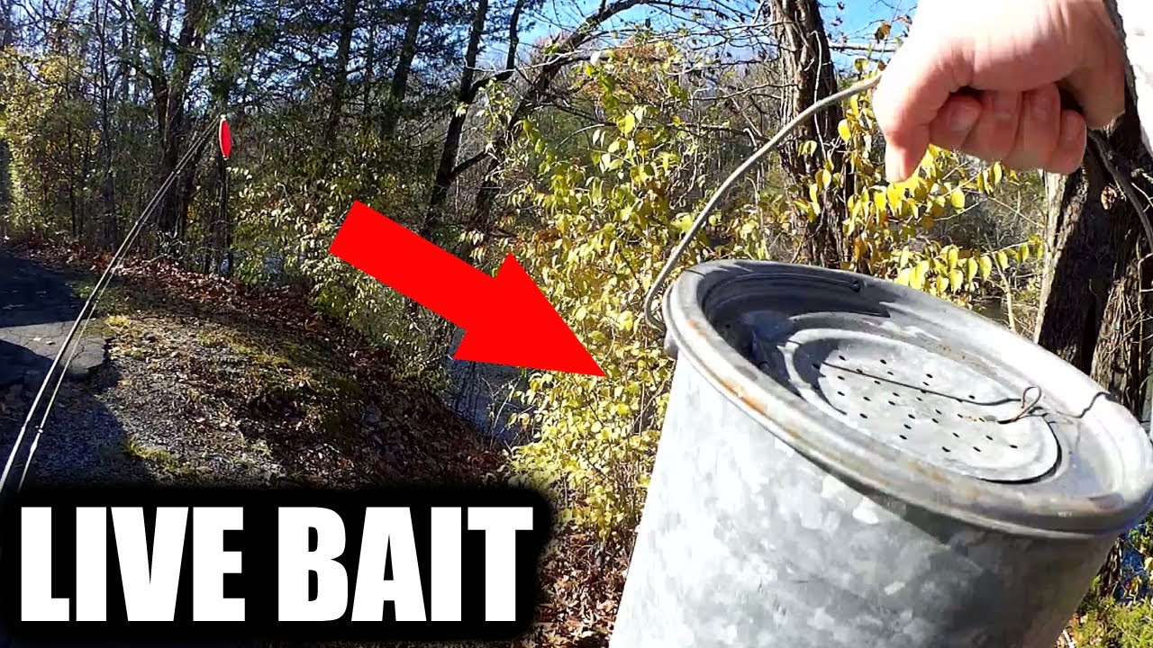 LIVE BAIT vs ARTIFICIAL - Will Live Minnows Catch More Fish than Fake?