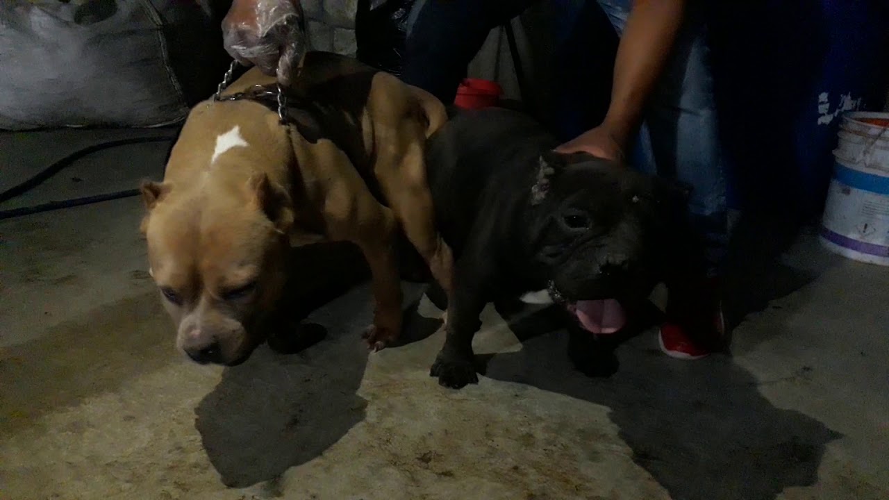Cruza de Ameriacan Bully Exotico Oaxaca