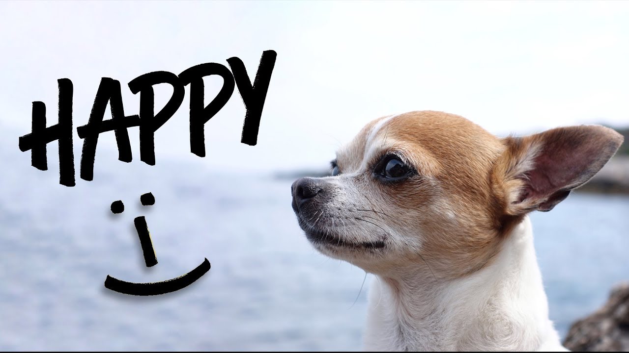 How to make my chihuahua Pancho happy :-)