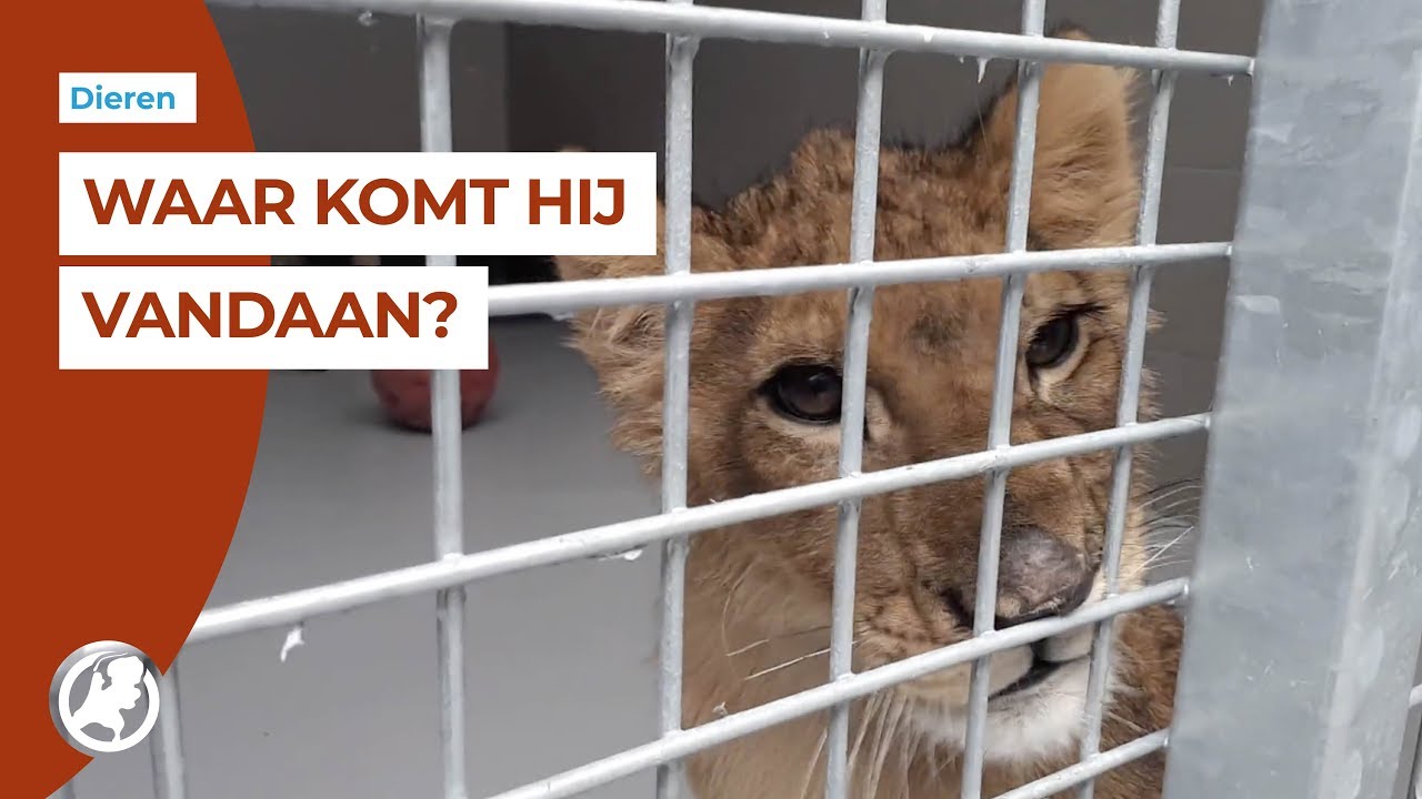 Leeuwtje uit Tienhoven maakt het goed