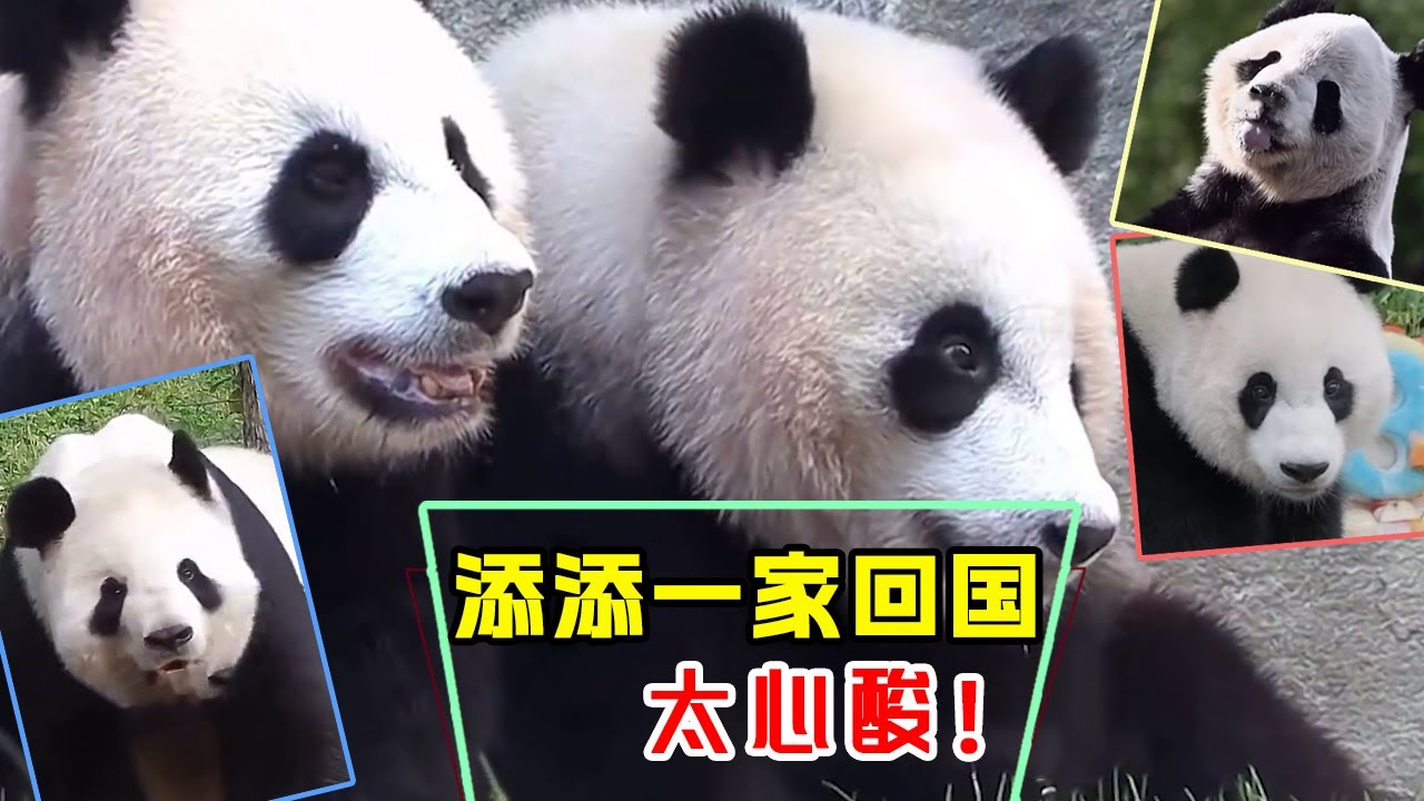 美香添添一家终于回国，23年在外漂泊，在华动的灰暗生活终于迎来曙光太心酸！【追娱秀场】