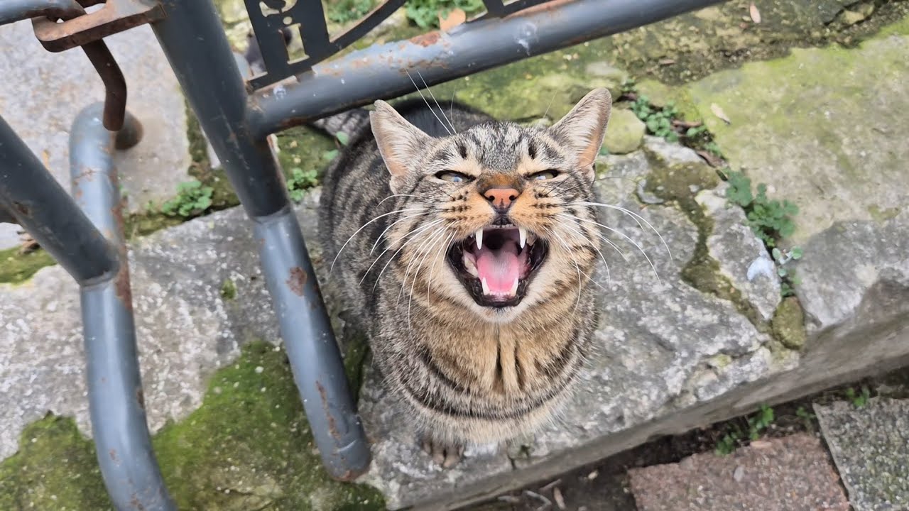 The cat is crying while meowing loudly, begging me to give her some food.