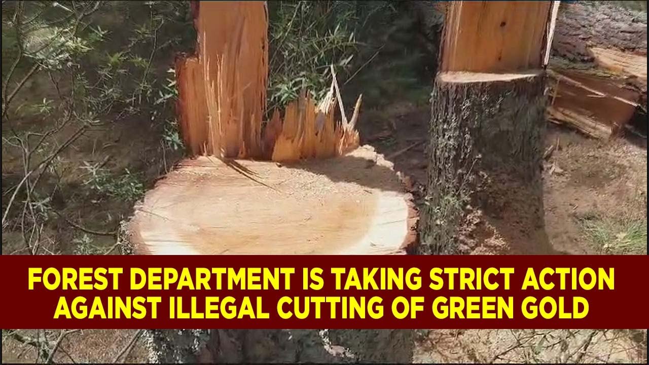 Forest department is taking strict action against illegal cutting of green gold
