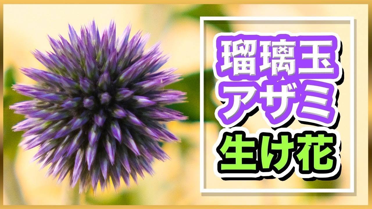 【夏のお花】瑠璃玉アザミで生け花してみた！