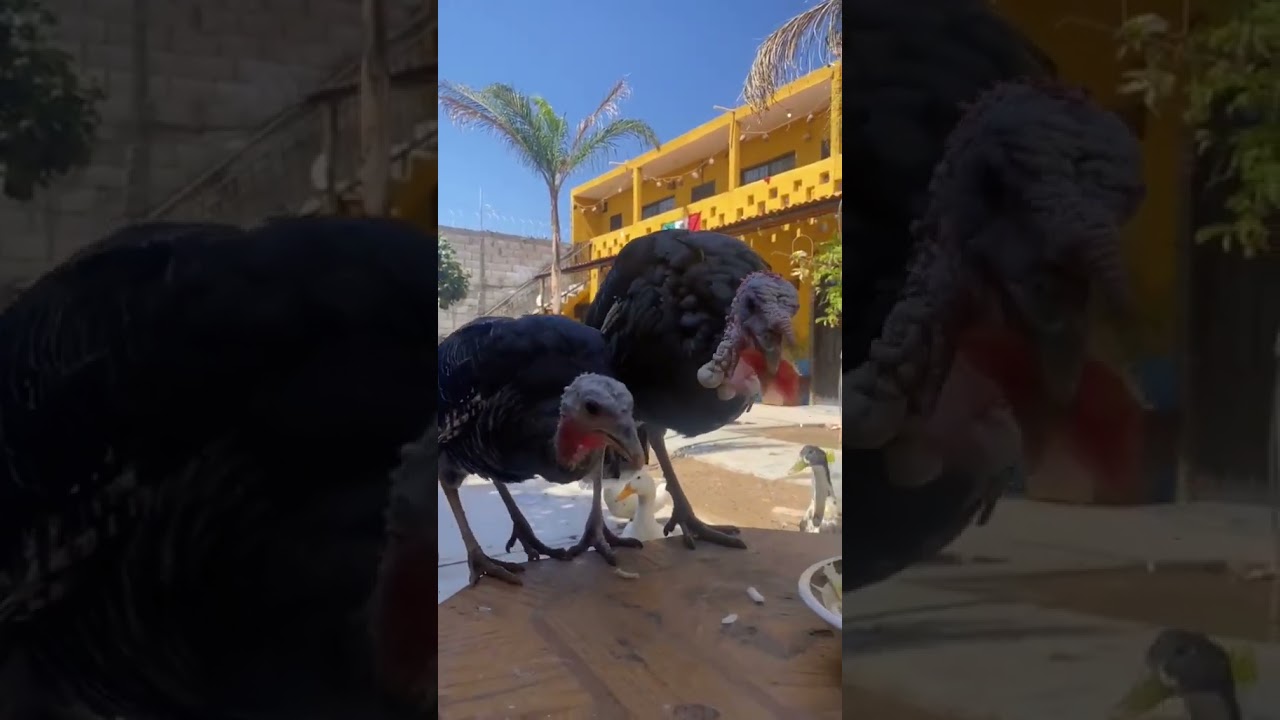No  dejan comer agusto 🤣 mis animalitos