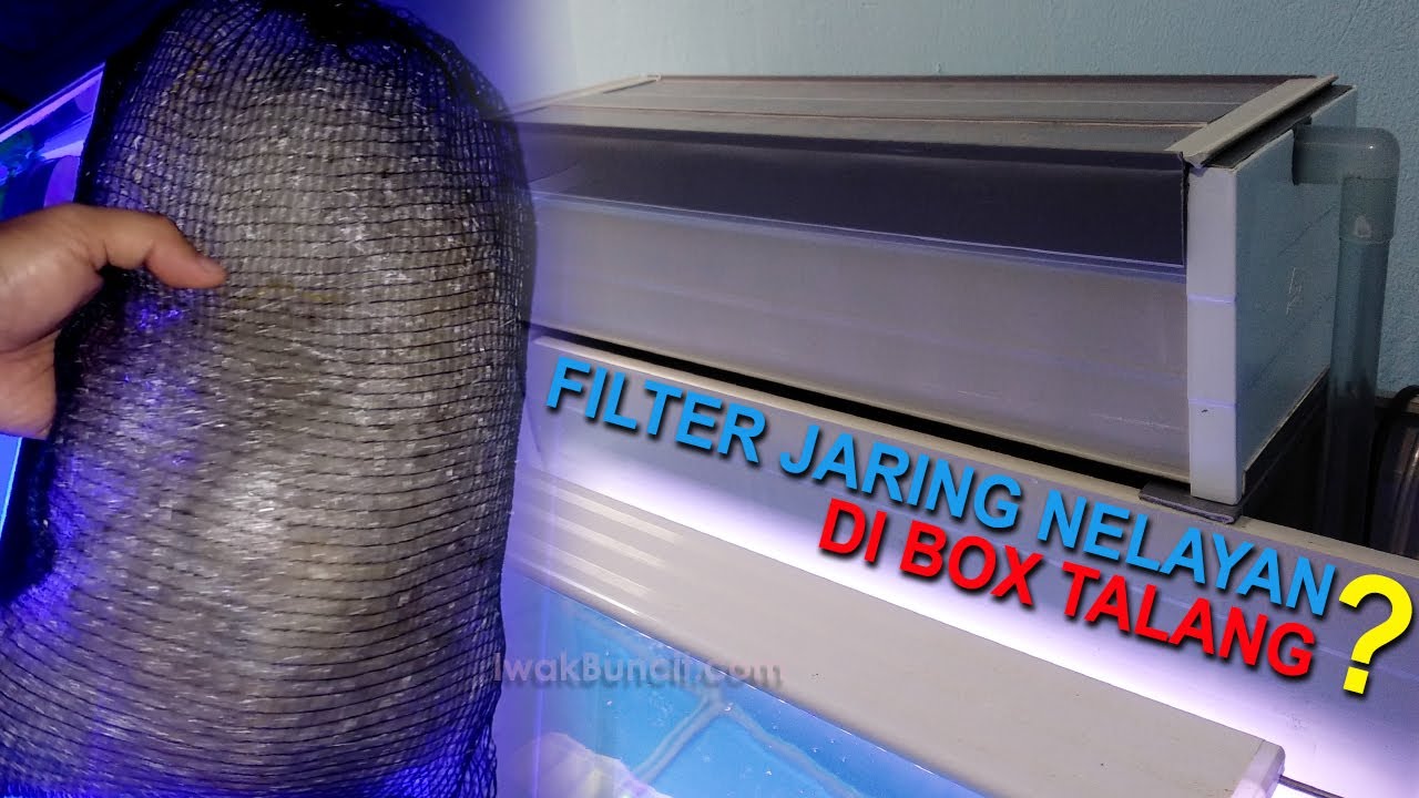 Apa Jadinya Jaring Nelayan Dipakai Sebagai Filter Mekanik Pengganti Busa Putih Ikan Mas Koki?