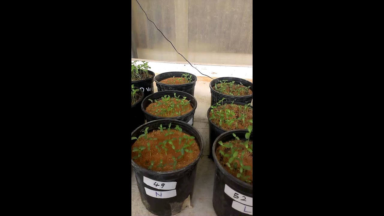 Biochar reduces effects of heavy metals toxicty on plants