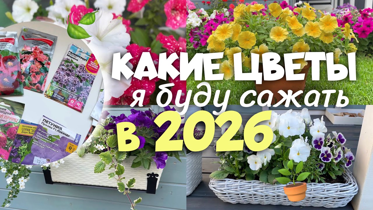КАКИЕ ЦВЕТЫ Я БУДУ САЖАТЬ В 2026 ГОДУ🌸🌱🪴