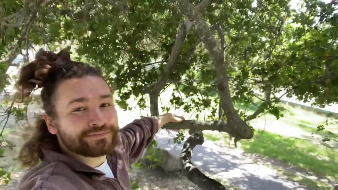 TREE SURFING 🌳 🏄&zwj;♂️