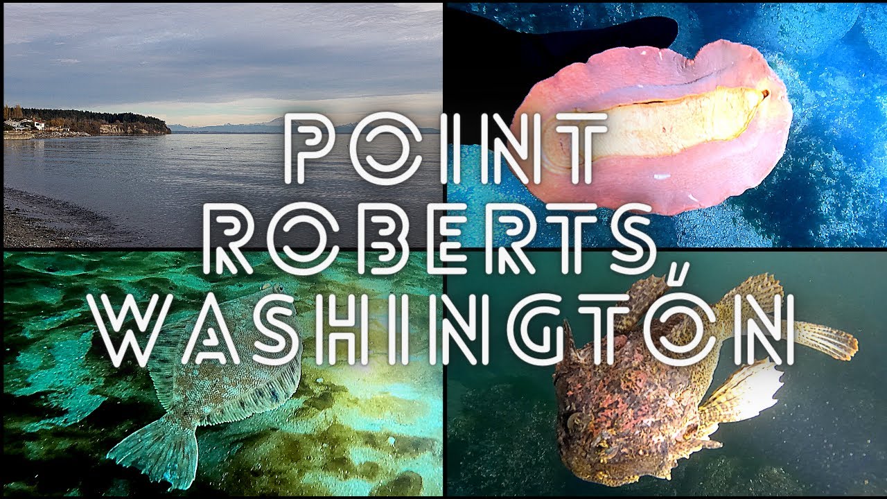 Point Roberts, WA Freediving (Nov 2022)
