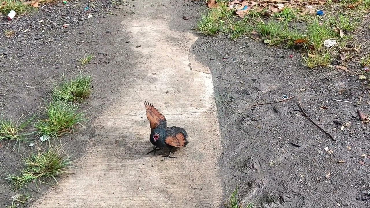 bermain sama burung bubut jawa