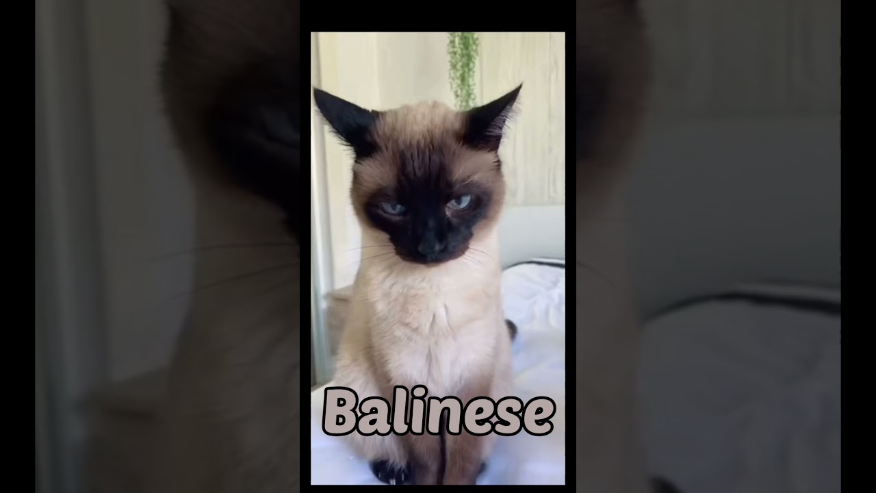 10 Most Intelligent Cat Breeds 😻😻🐈 || #shorts #video #viral