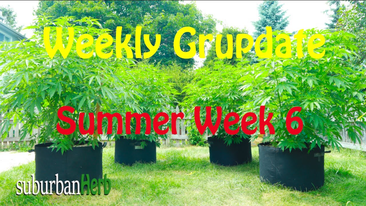 Outdoor Cannabis Grow in Ontario Canada. Week 6. Featuring Iranian Diesel, G-13 and autoflowers.