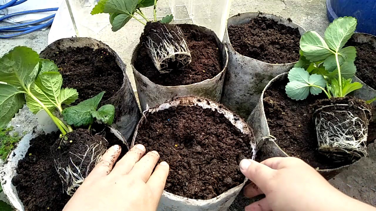 2018/03/09 草莓定植分享