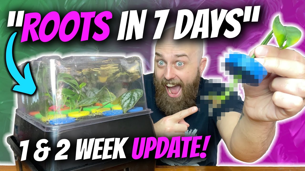 This propagation method is INSANE! | Aeroponics Clone Station 1 & 2 Week Update